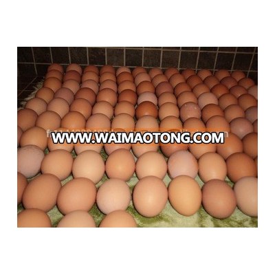 White/Brown Fresh Table Chicken Eggs