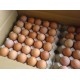 Fresh Brown Table Eggs