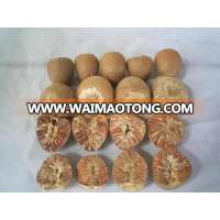 VIETNAM WHOLE DRIED BETEL NUT HIGH QUALITY COMPETITIVE