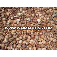 VIETNAM DRIED BETEL NUT, WHOLE/SPLIT BETEL NUT COMPETITIVE PRICE